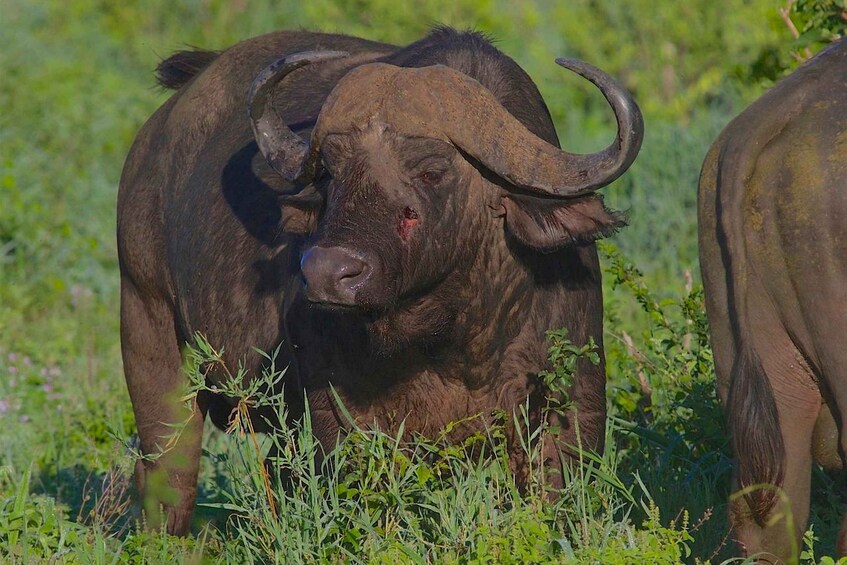 A buffalo with large curved horns in a grassy field. 2