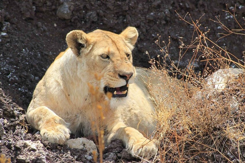 A lion lying on rocky terrain with sparse vegetation. 1