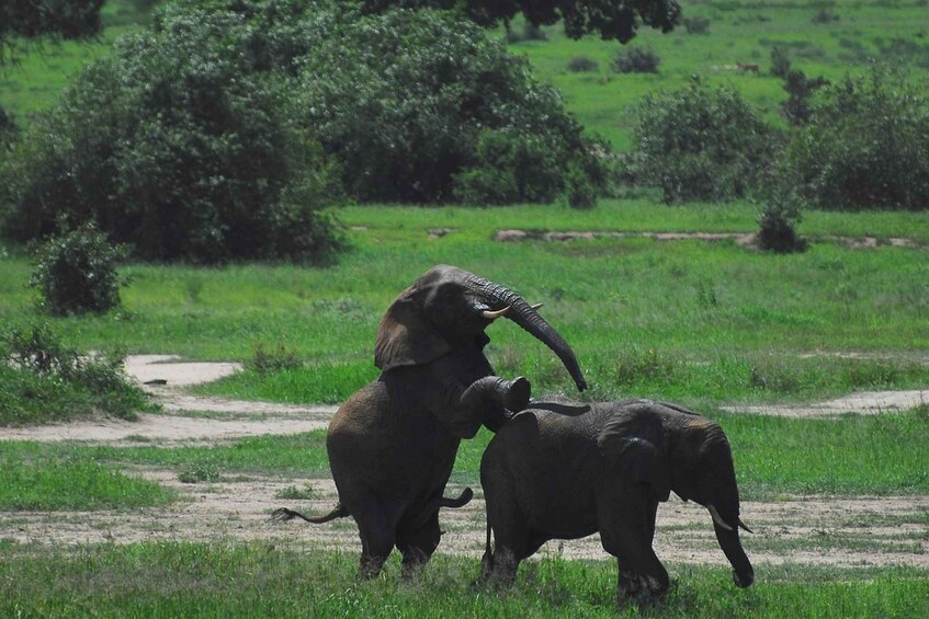 Two elephants in a grassy field with trees in the background. 5