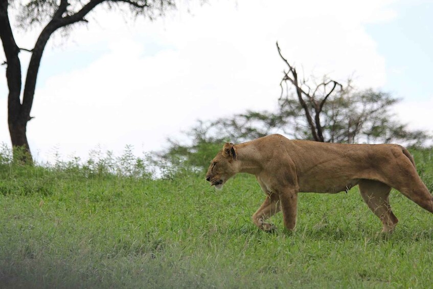 A lion walking through a grassy field with trees in the background. 4