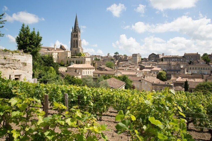 A vineyard with grapevines, a historic town with buildings, and a church tower. 1