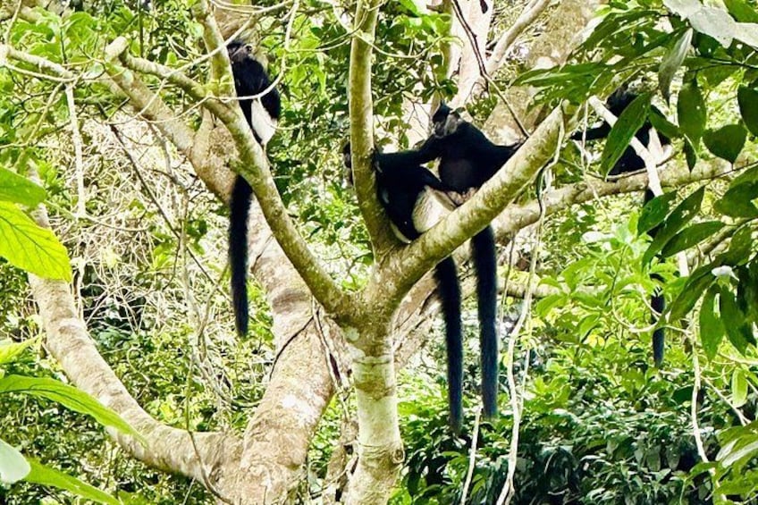 A tree with two black animals, possibly primates, in a dense green forest. 4