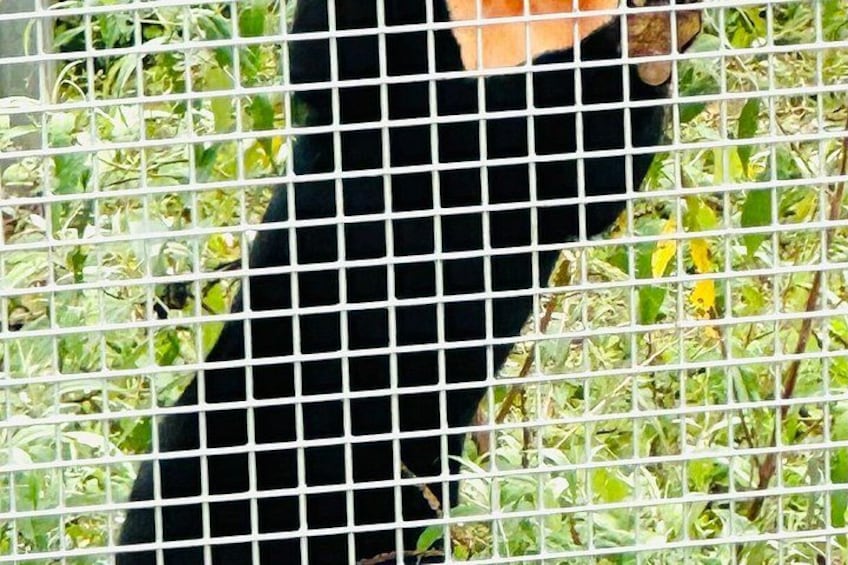 A black animal behind a white grid fence. 5