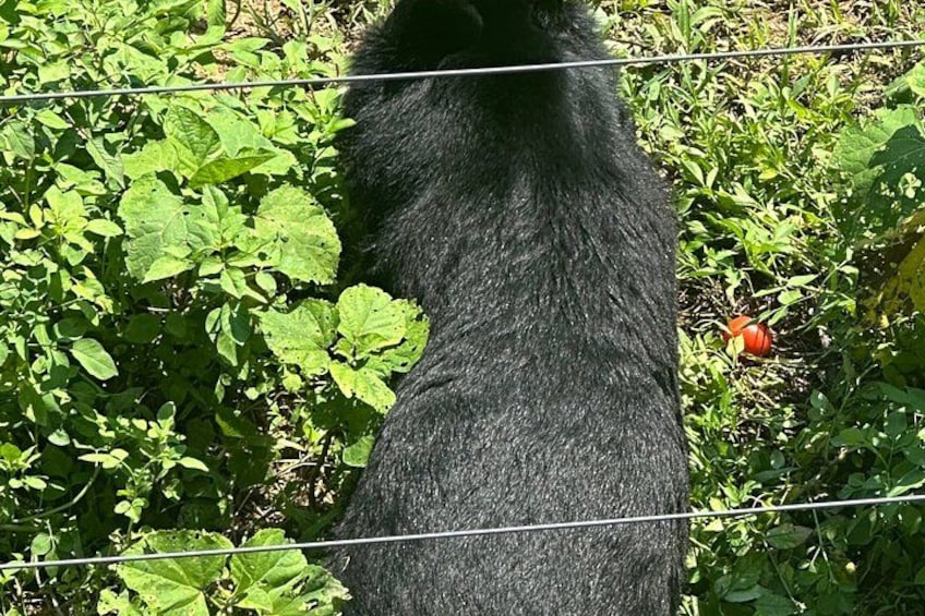 A black bear behind a wire fence, surrounded by green foliage. 2