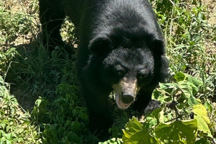 A black bear in a natural setting with greenery. 3