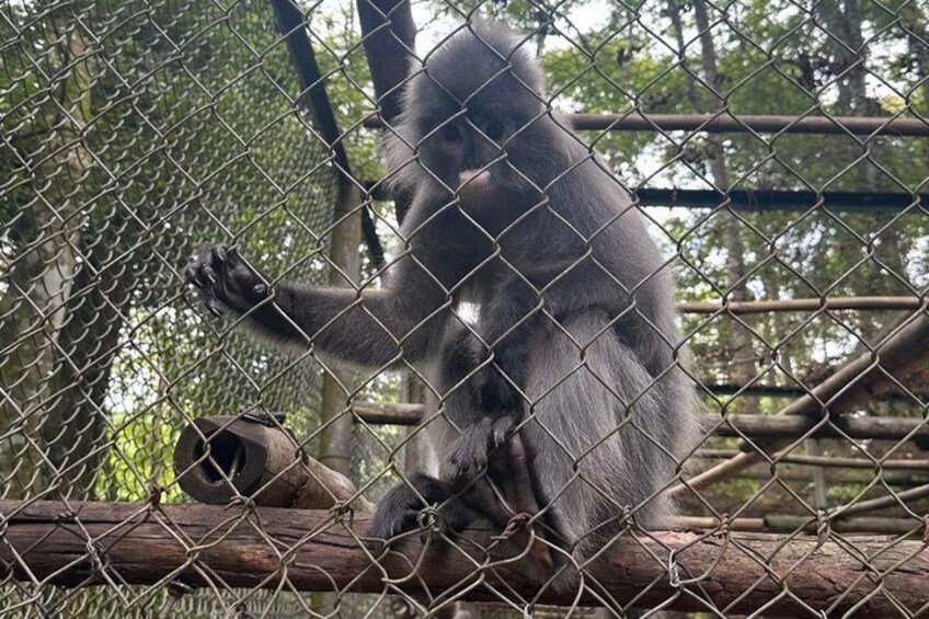 Ninh Binh: Day Trek at Cuc Phuong National Park, Bear Sanctuary 3