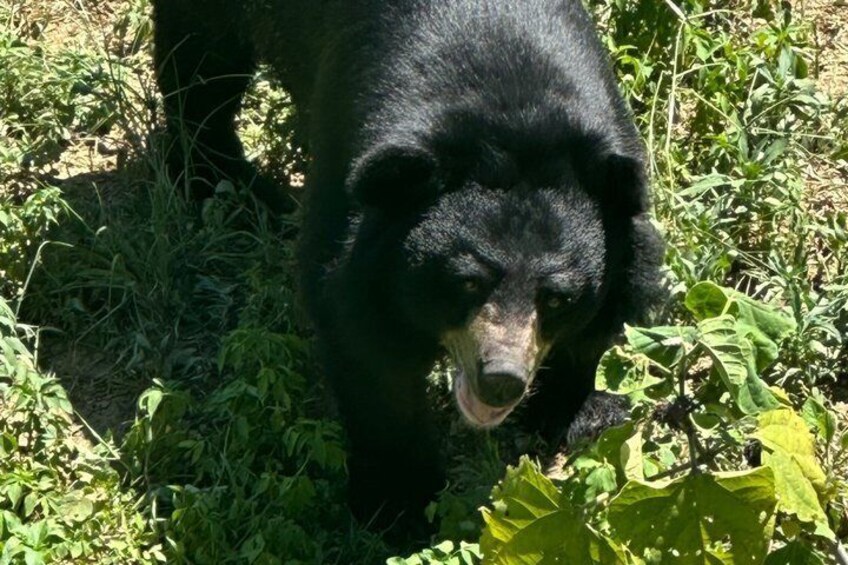 Ninh Binh: Day Trek at Cuc Phuong National Park, Bear Sanctuary 2