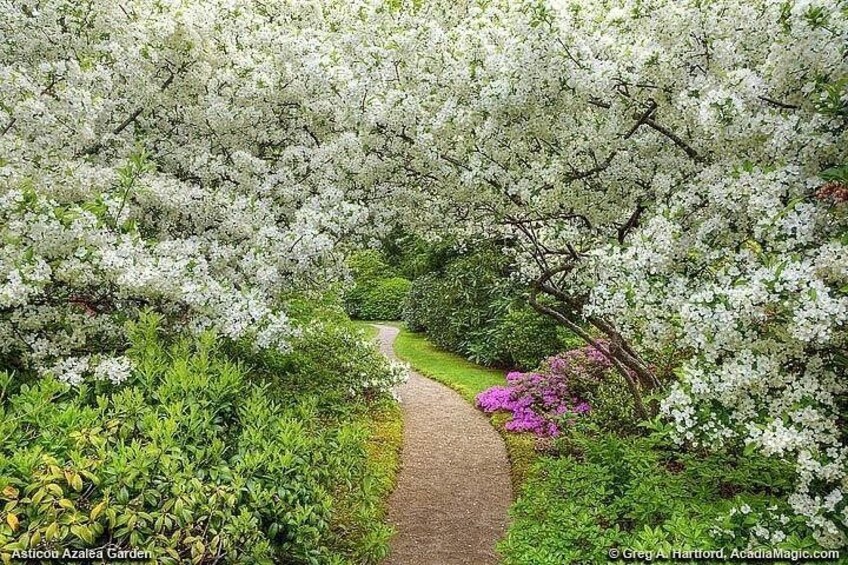 A garden path surrounded by blooming white trees and green foliage. 5