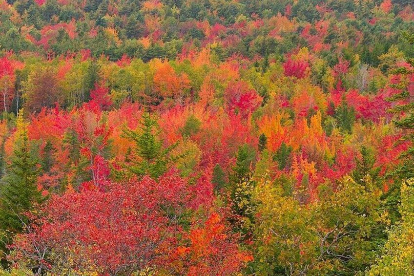 A forest with trees displaying autumn colors. 4