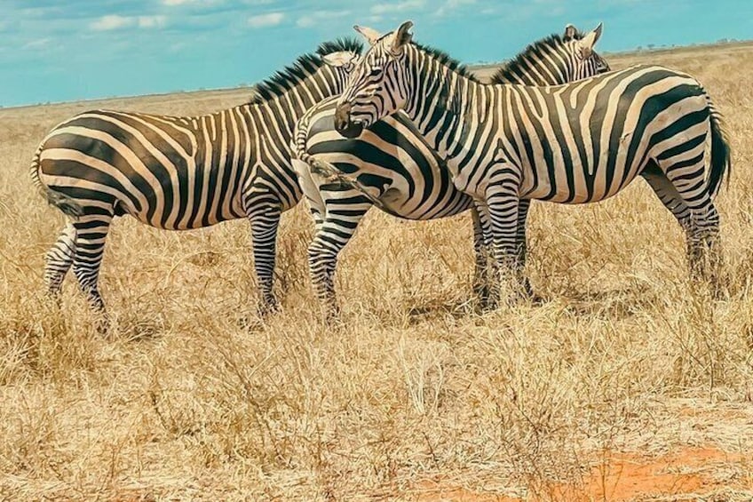 Deux zèbres se tiennent dans une savane aride, sous un ciel dégagé. 5