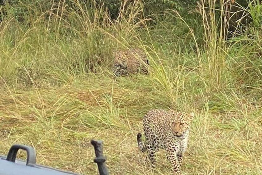 Un léopard marchant dans l’herbe haute. 1