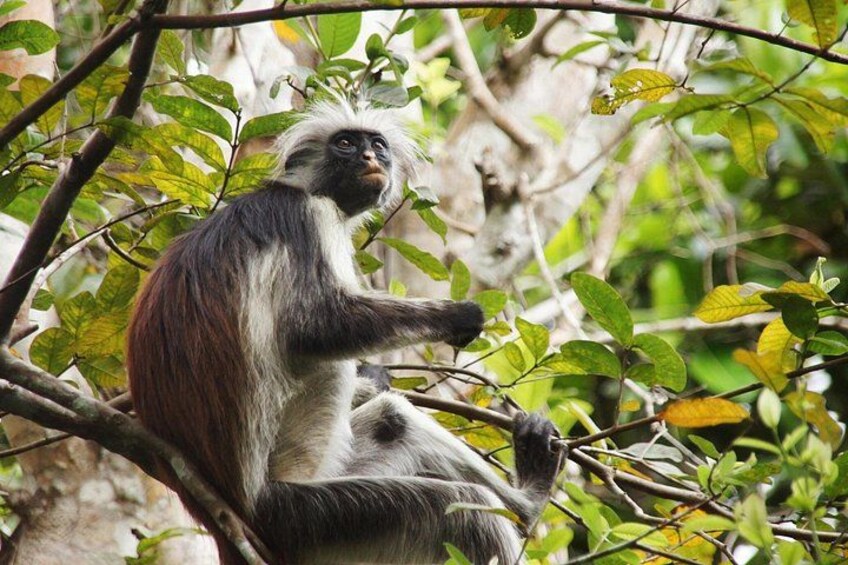 Zanzibar Full Day Tour Jozani Forest Salaam Cave & Mtende Beach 1