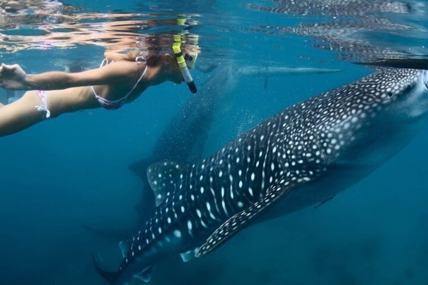 A person snorkeling with a whale shark. 1