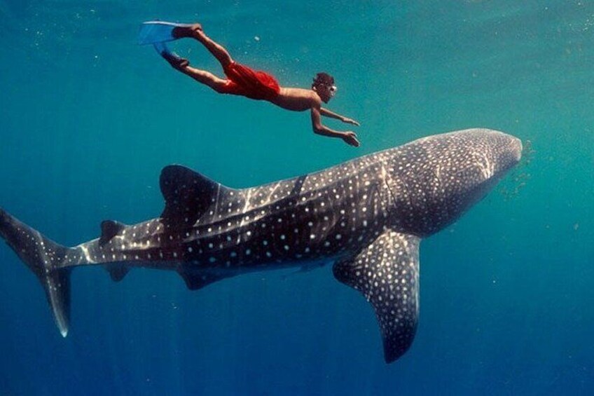 A person swimming with a whale shark in clear blue water. 4