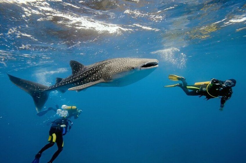 A large whale shark swimming near divers in clear blue water. 3