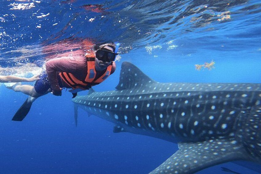 A person scuba diving near a large whale shark with distinctive spots. 2