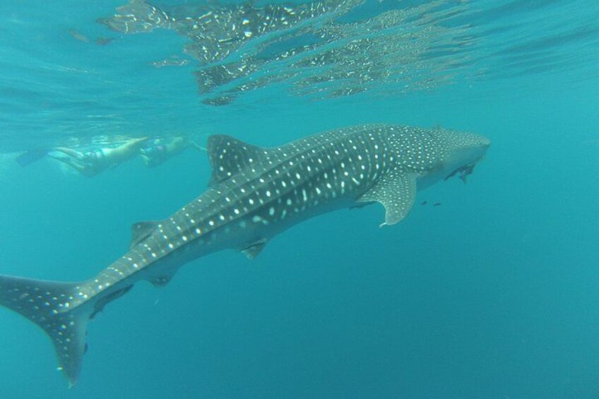 A whale shark swimming underwater. 5