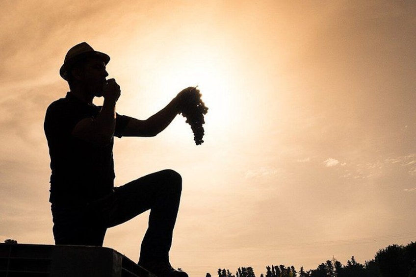 A person holding a bunch of grapes against a sunset. 3