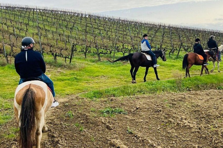 Een wijngaard met rijen wijnranken en mensen te paard. 3