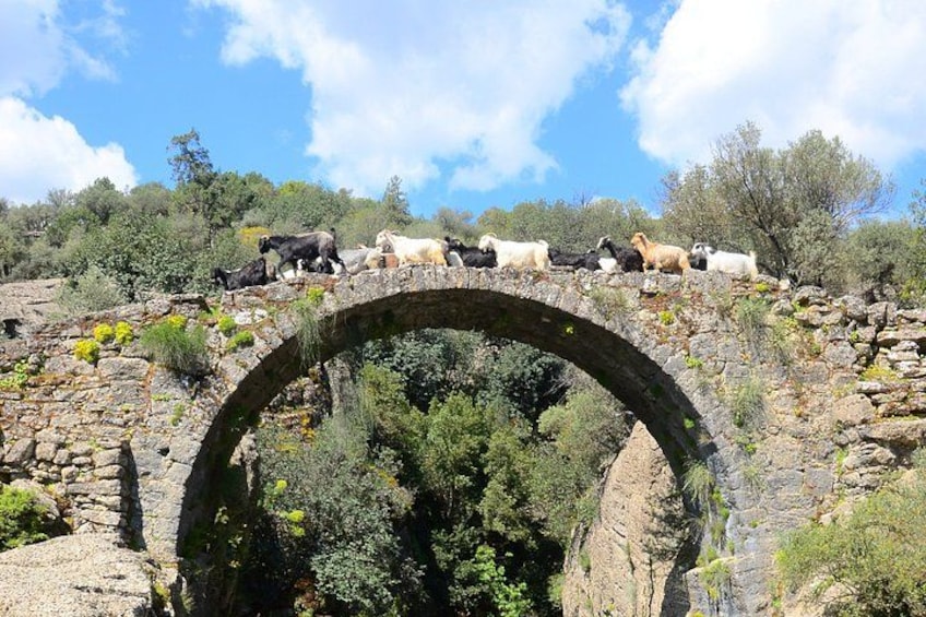 Un puente de piedra con un grupo de cabras cruzando un terreno rocoso. 3
