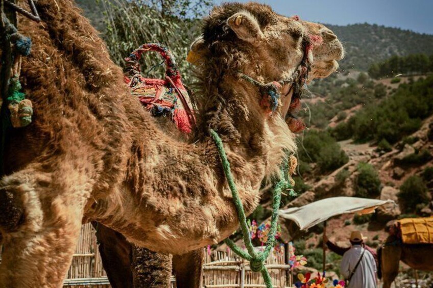 A camel with a green rope and colorful decorations, standing in a natural landscape with trees and a person in the background. 2