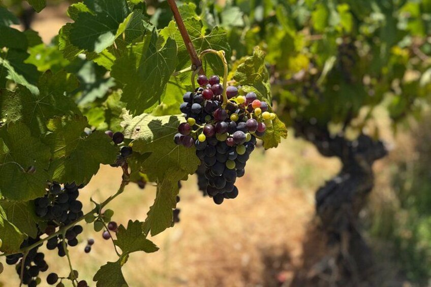 Australian Wildlife and Wine Tasting 5