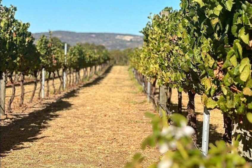 Australian Wildlife and Wine Tasting 2