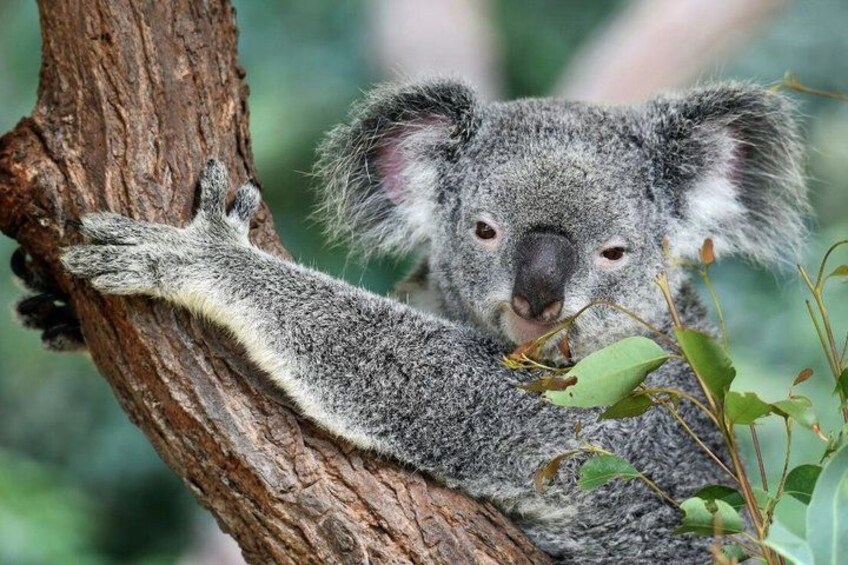 Australian Wildlife and Wine Tasting 1