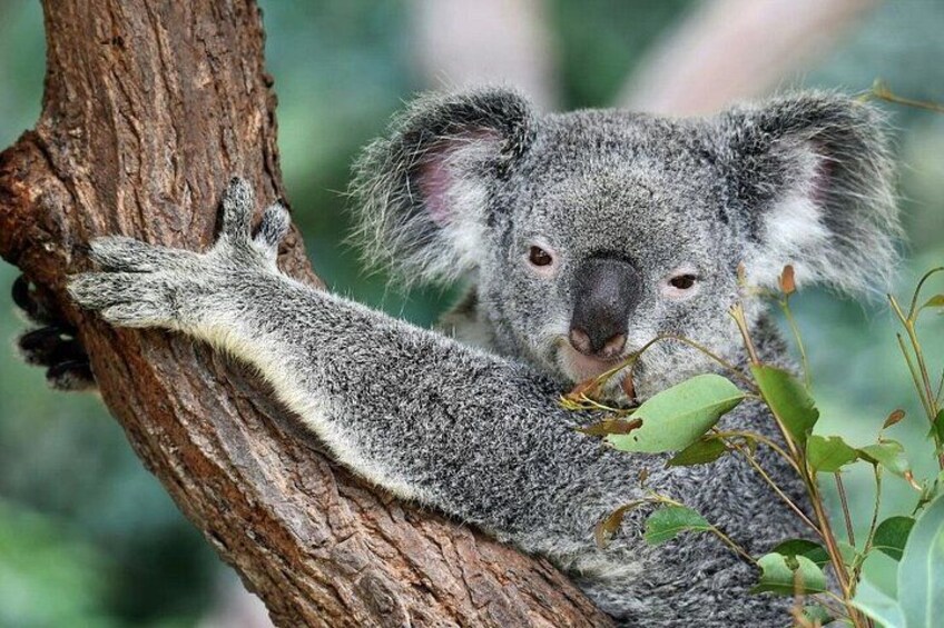 Australian Wildlife and Wine Tasting 1