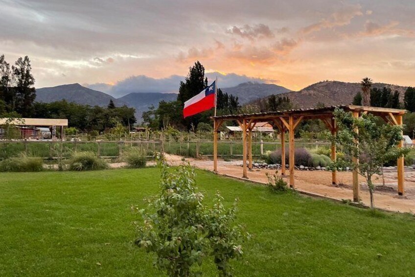 Organic Vineyard, Wine, Pisco, Cheese and Flame Farm Tour 4