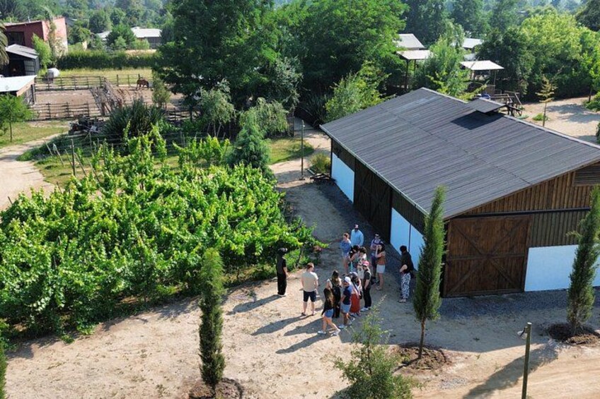 Organic Vineyard, Wine, Pisco, Cheese and Flame Farm Tour 3