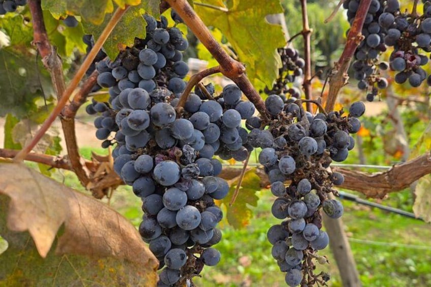 Organic Vineyard, Wine, Pisco, Cheese and Flame Farm Tour 5