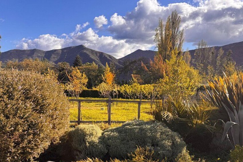 Organic Vineyard, Wine, Pisco, Cheese and Flame Farm Tour 2