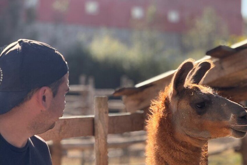 Organic Vineyard, Wine, Pisco, Cheese and Flame Farm Tour 2