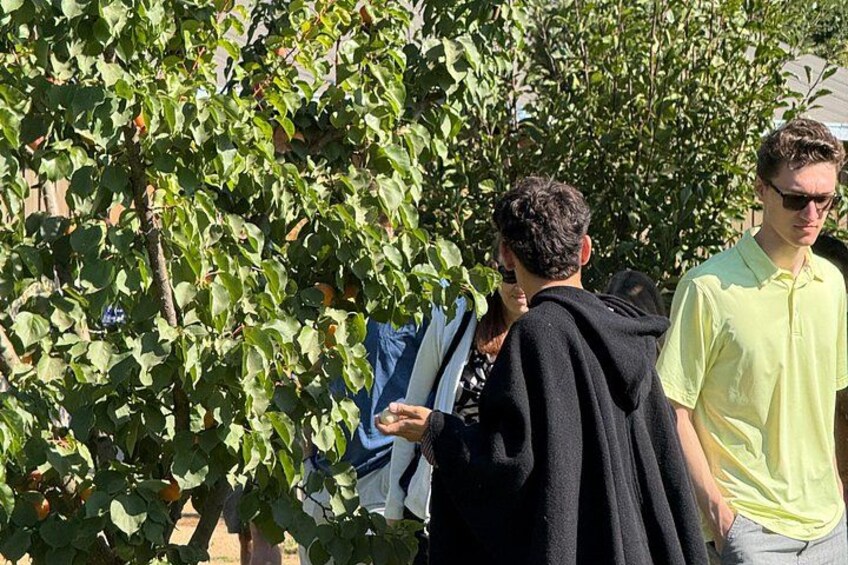 Organic Vineyard, Wine, Pisco, Cheese and Flame Farm Tour 3