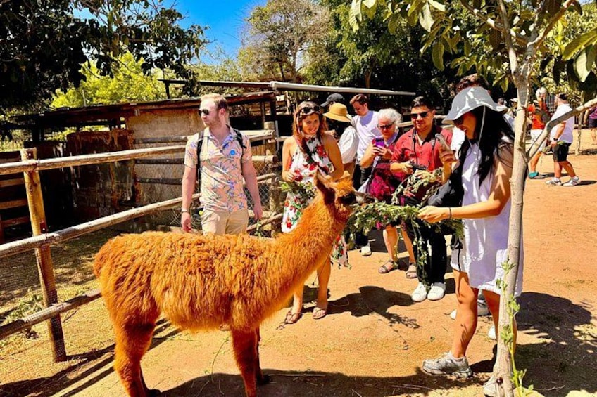 A llama in a fenced area with people around it. 1