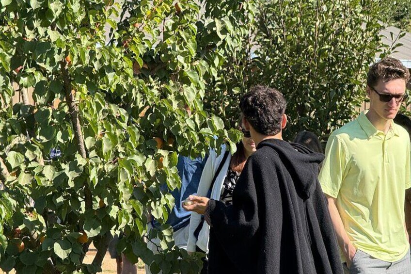 People walking through a vineyard with rows of grapevines. 4