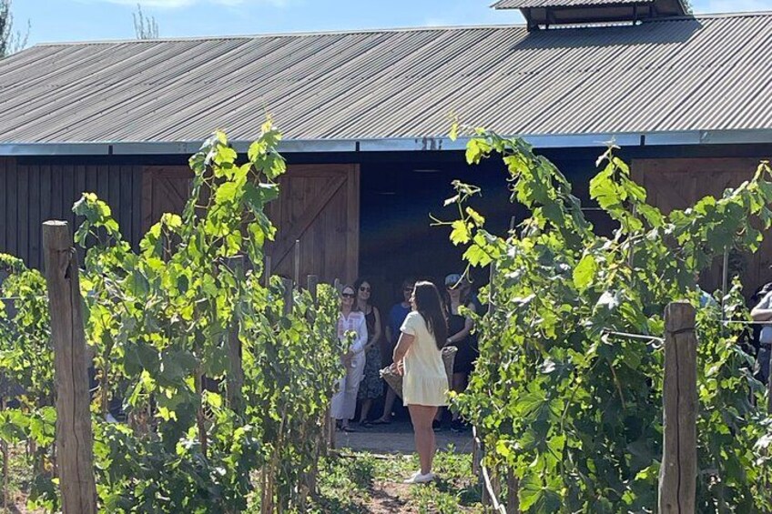 Organic Vineyard, Wine, Pisco, Cheese and Flame Farm Tour 4
