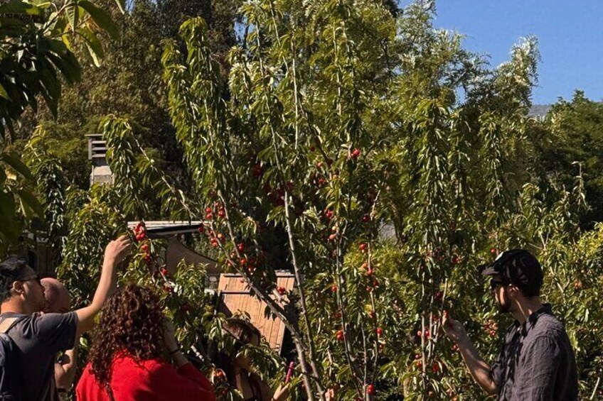 People harvesting cherries from trees. 2