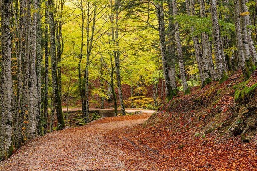 A forest path with birch trees and fallen leaves. 5