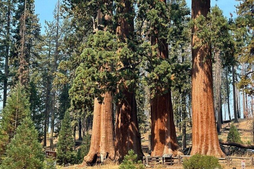 San Francisco to Kings Canyon and Yosemite 2 Day Tour 2