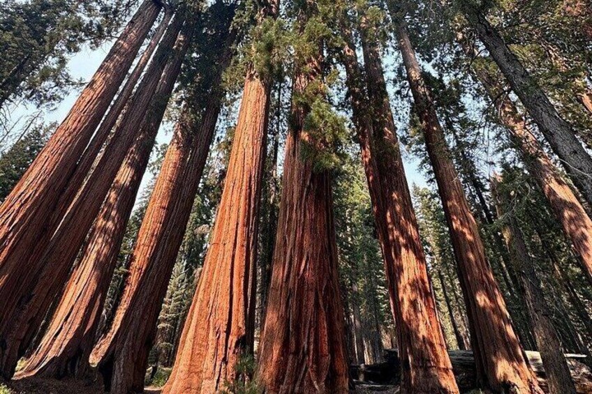 San Francisco to Kings Canyon and Yosemite 2 Day Tour 2