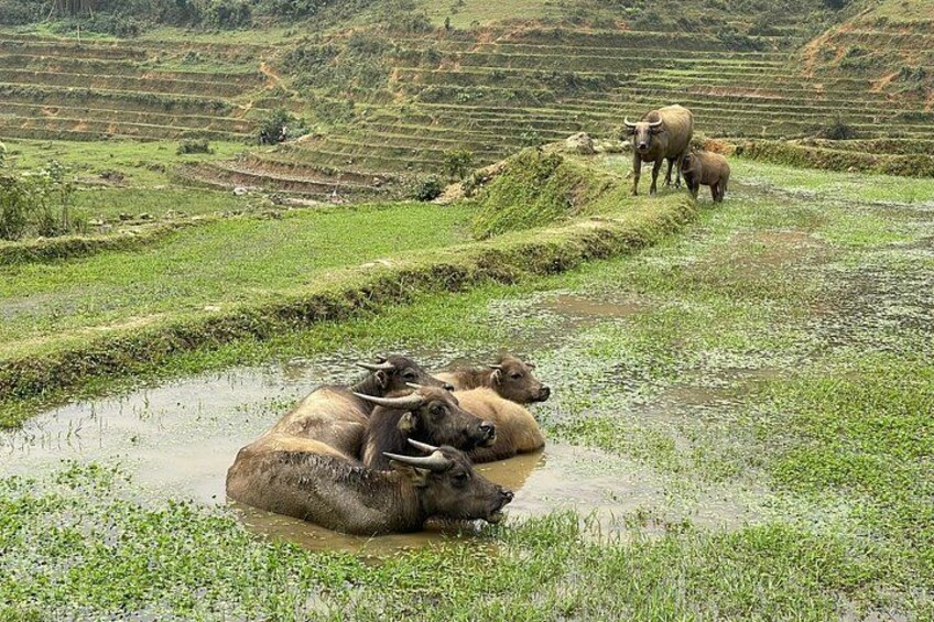 Waterbuffel rustend in een rijstveld met terrassen op de achtergrond. 5