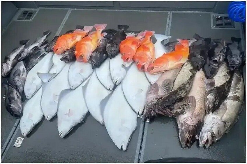 Halibut/Rockfish Combo Fishing Trip 1