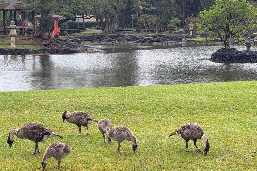 Big Island: Hawaii Volcanoes and Hilo Private Adventure 5