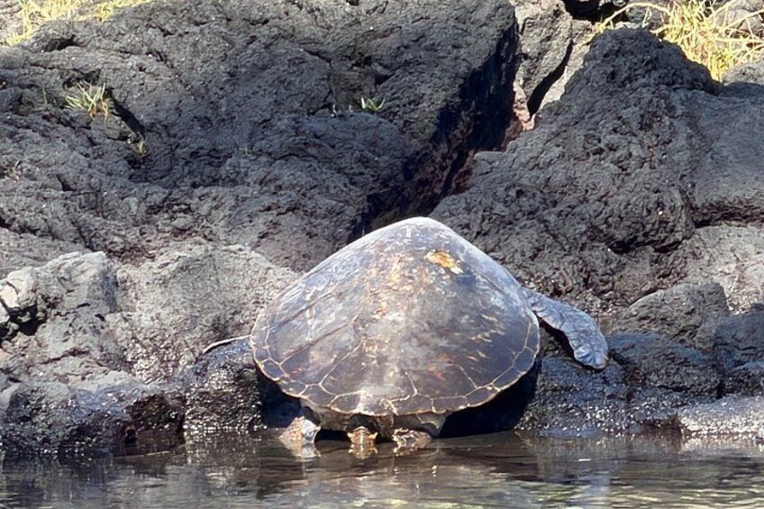 Big Island: Hawaii Volcanoes and Hilo Private Adventure 3