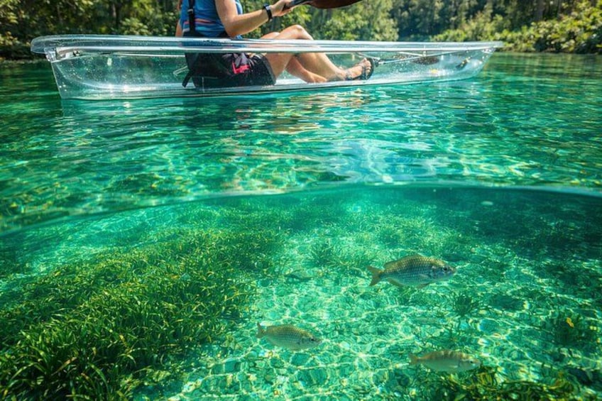 A person in a transparent boat on clear water with visible aquatic plants and fish. 3