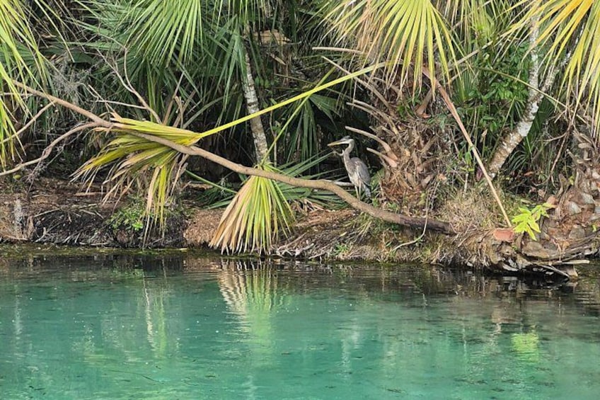 A calm water body with reflections, surrounded by dense vegetation and a fallen tree branch. 5