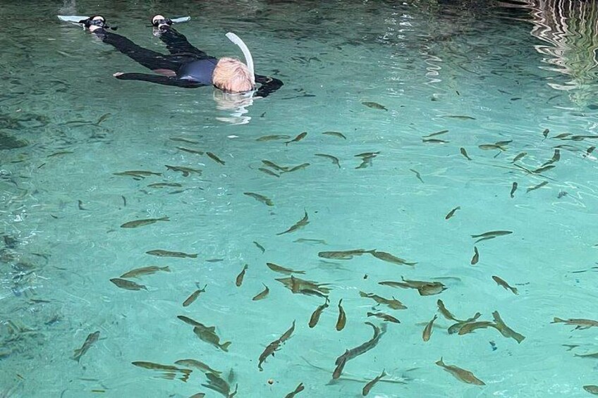 A person snorkeling in clear water with fish swimming around. 2