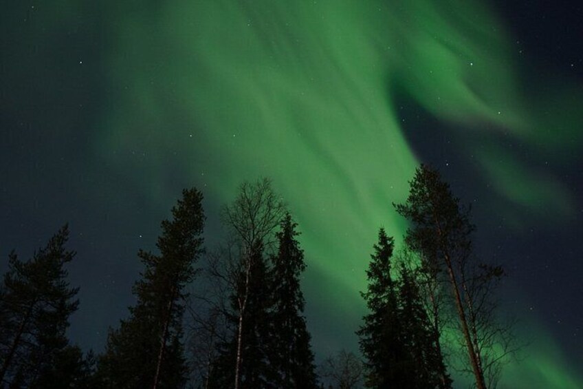 The Northern Lights over a forest. 3